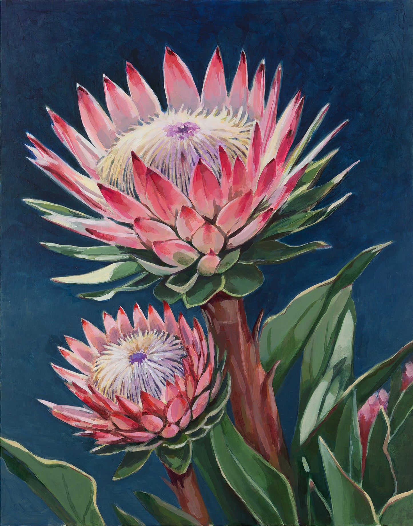 Protea in Pink – Fine Art Print