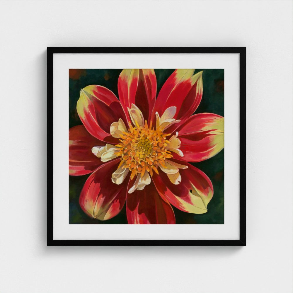 Glorious Dahlia – Fine Art Print