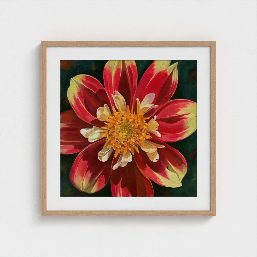 Glorious Dahlia – Fine Art Print