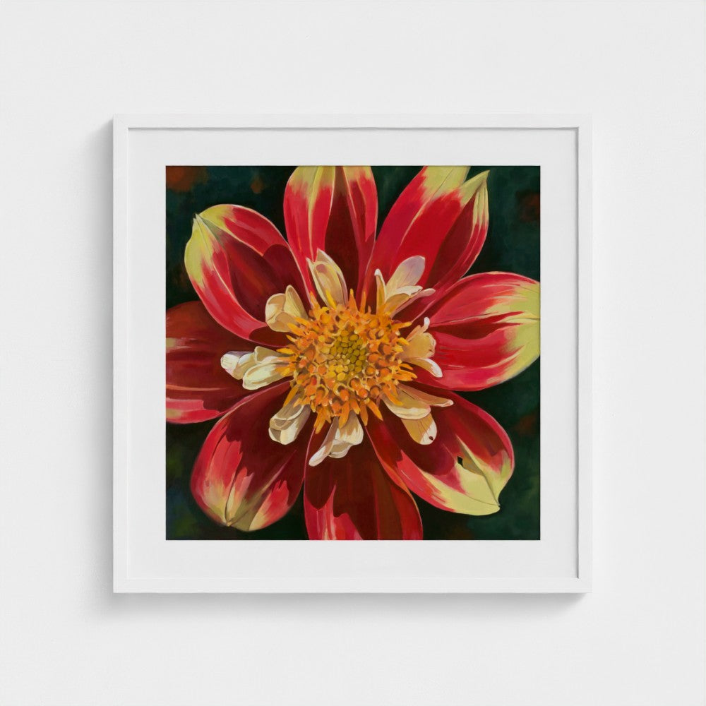 Glorious Dahlia – Fine Art Print
