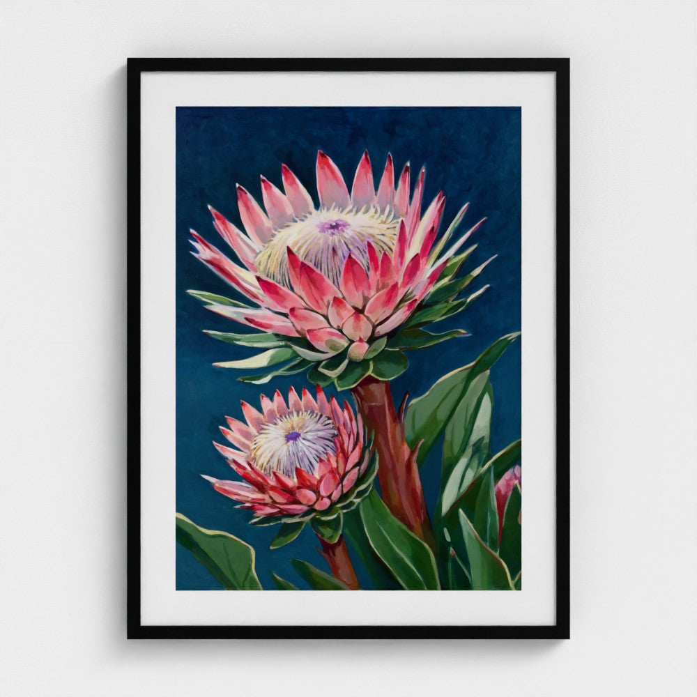 Protea in Pink – Fine Art Print