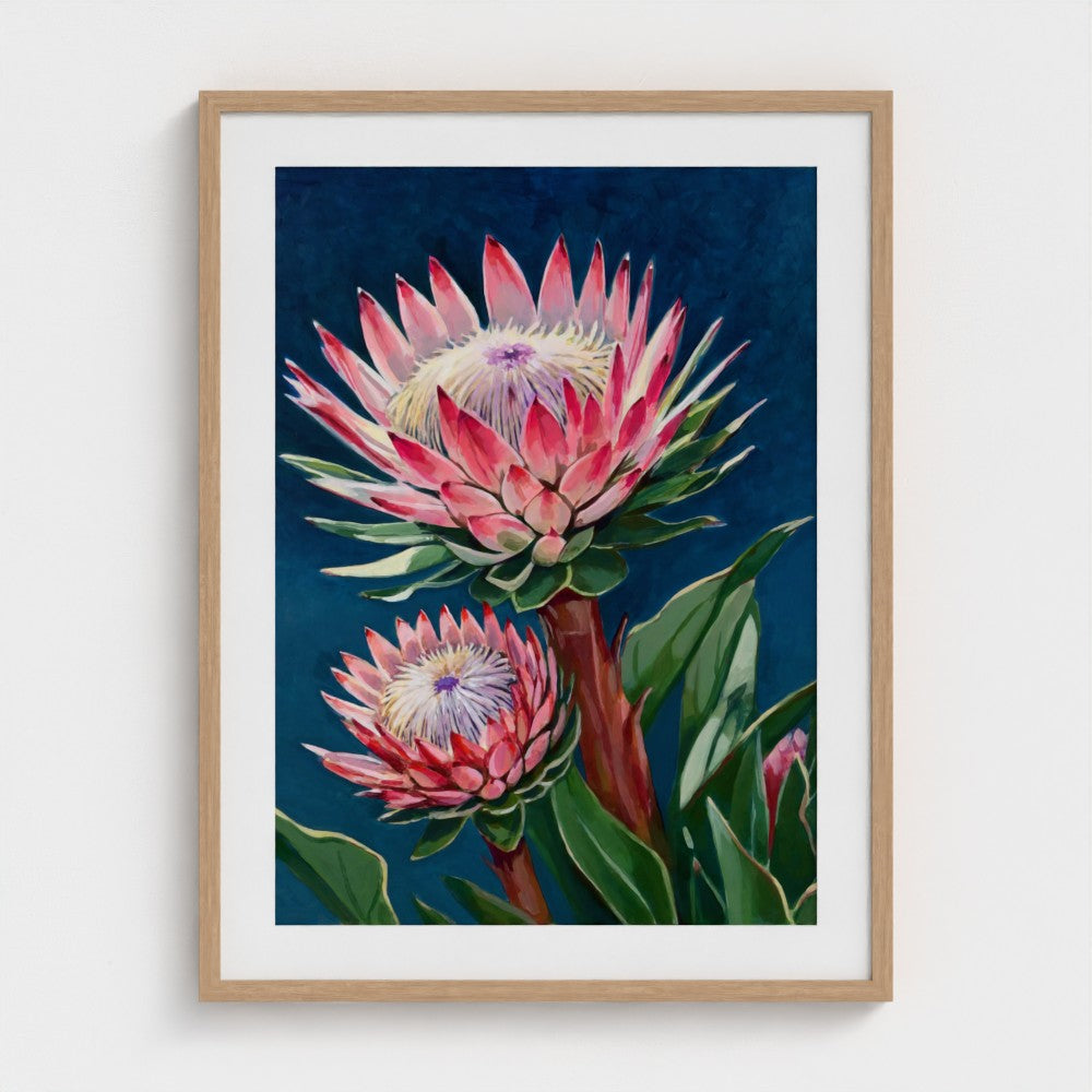 Protea in Pink – Fine Art Print