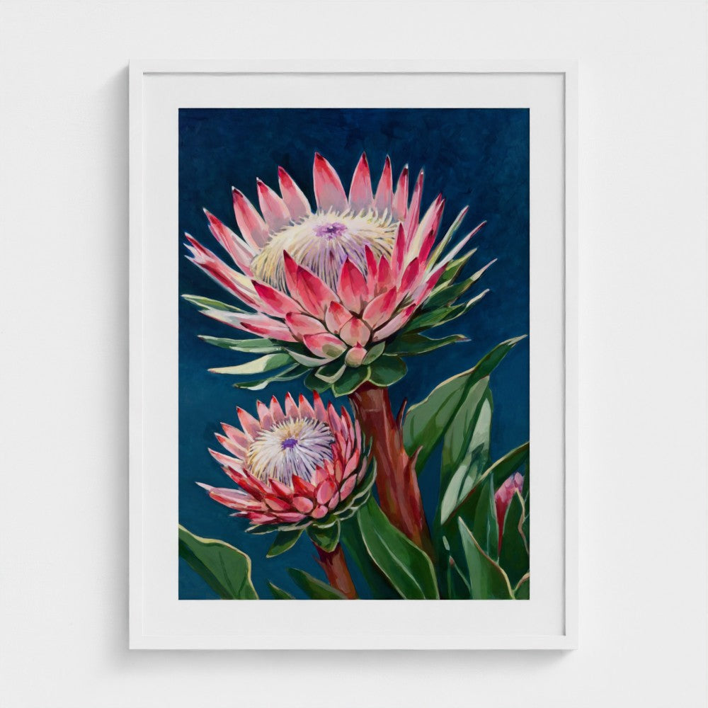 Protea in Pink – Fine Art Print